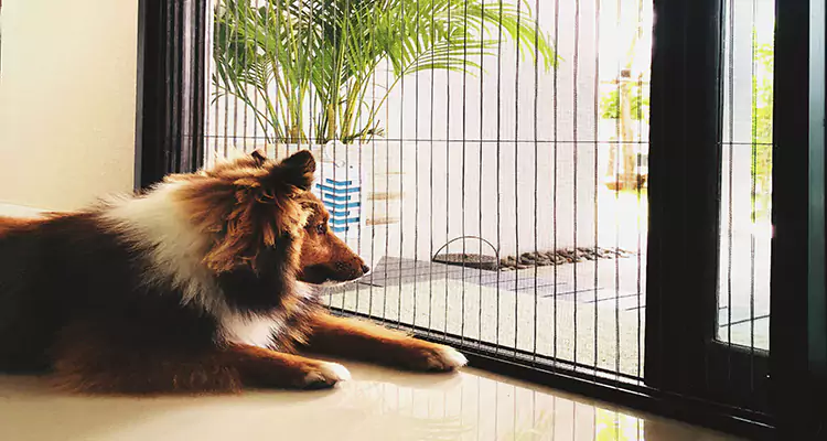 Sliding Screen Pet Door Repair in Poinciana, FL