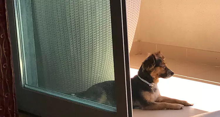 French Door Pet Screen Repair in Poinciana, FL